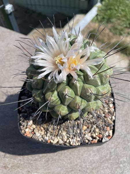 Thelocactus phymatothelos